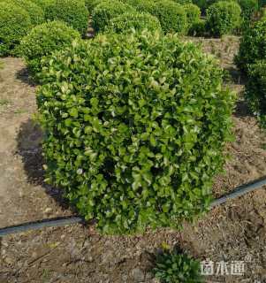 冠幅230厘米卫矛球