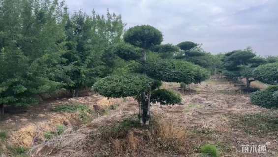 15公分造型对节白蜡