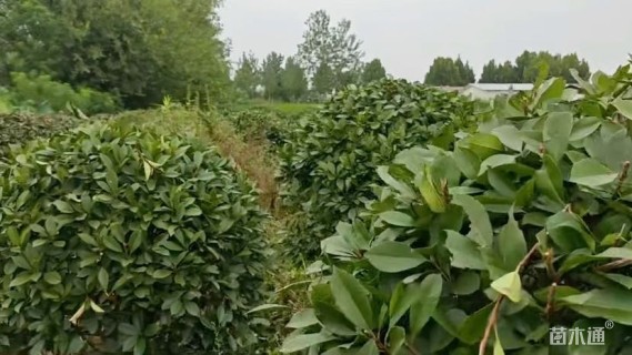 冠幅120厘米红叶石楠球