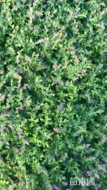 高度25厘米细叶萼距花