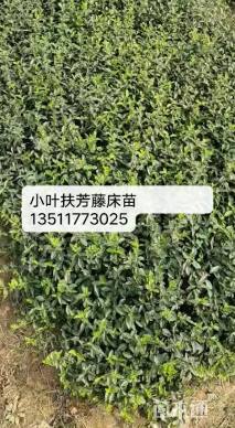 主蔓长30厘米小叶扶芳藤