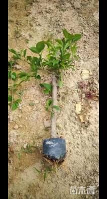 高度10厘米三角梅