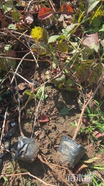 20厘米五叶地锦