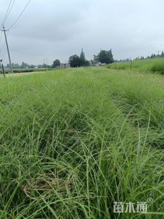 高度25厘米芒草