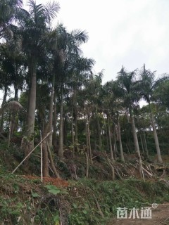 裸干高300厘米大王椰子