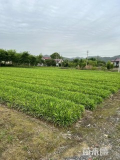 高度30厘米阔叶麦冬