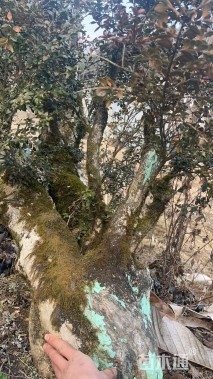 高度100厘米瓜子黄杨