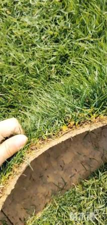 混播黑麦草