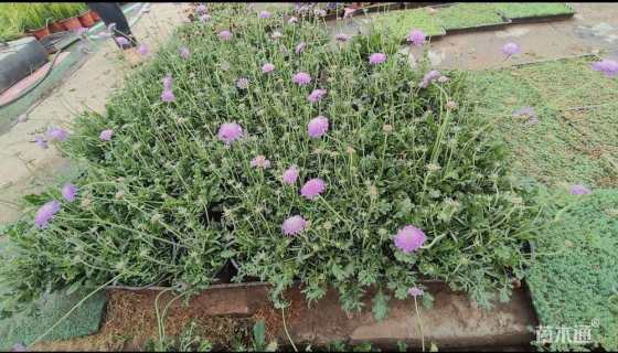 高度25厘米松虫草