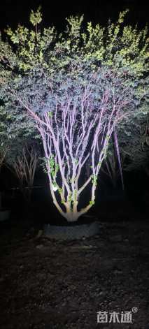 高度260厘米嘉宝果