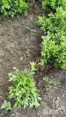 高度25厘米毛鹃