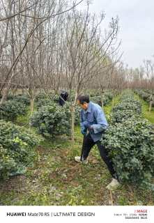高度260厘米美国玫瑰红紫薇