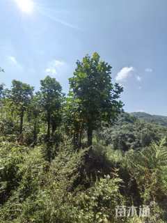 15公分杂交马褂木