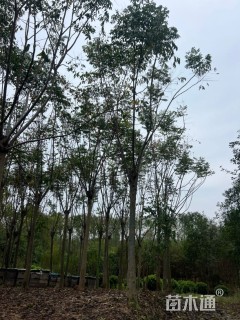 15公分黄山栾树