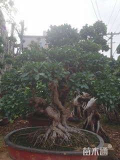 造型小叶榕