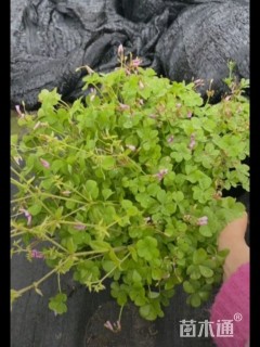 高度30厘米红花酢浆草