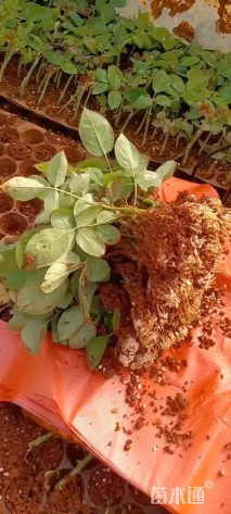 高度10厘米大花月季