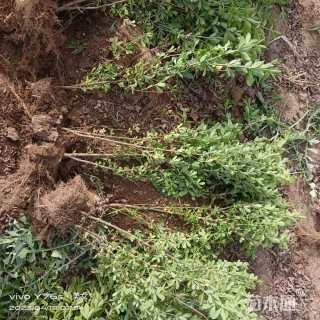 高度50厘米锦鸡儿