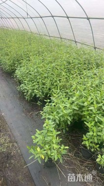 高度30厘米天蓝鼠尾草