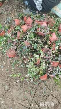 30厘米花叶络石