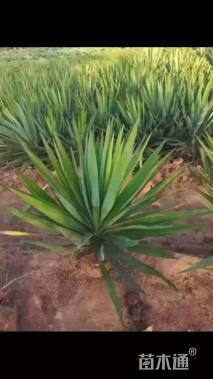 高度30厘米剑麻