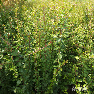 高度60厘米小丑火棘小苗