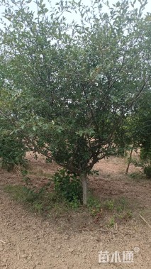 10公分垂丝海棠