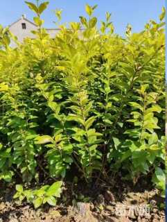 高度50厘米金叶女贞小苗