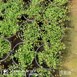 主蔓长38厘米千叶兰