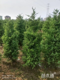 高度100厘米桧柏