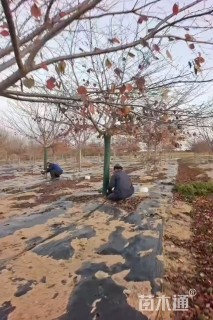 高度4厘米金叶石菖蒲