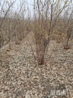 高度280厘米蜡梅