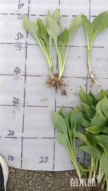 高度15厘米青叶玉簪