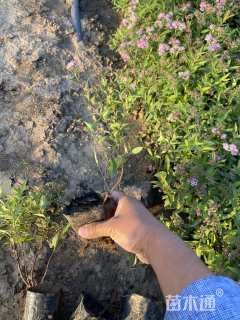 高度24厘米绣线菊