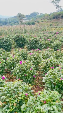 高度120厘米紫花三角梅