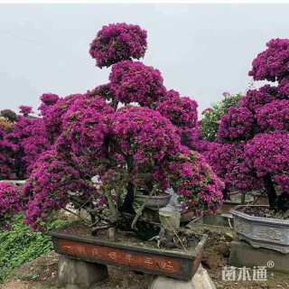 高度25厘米金叶菖蒲
