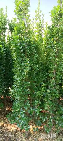 高度220厘米北海道黄杨