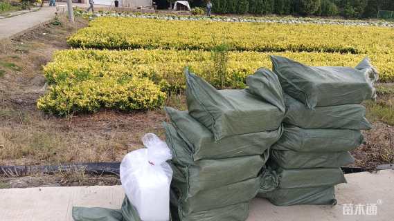 高度20厘米金森女贞小苗