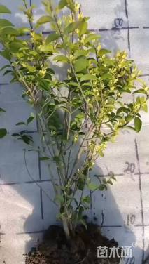 高度40厘米金禾女贞