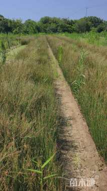 高度40厘米灯心草