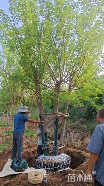 高度600厘米丛生五角枫