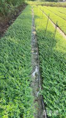 高度15厘米满天星