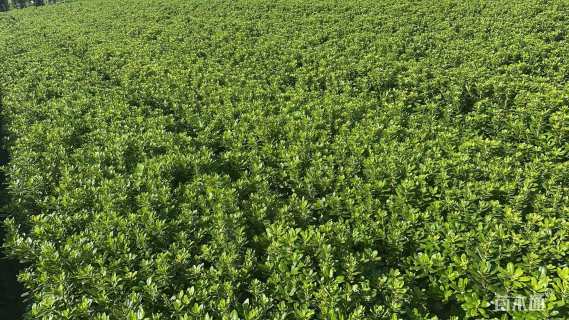 高度50厘米海桐