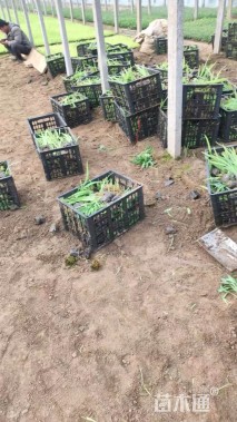 高度20厘米射干