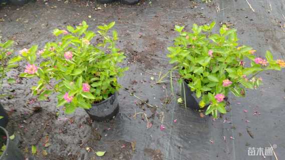 高度30厘米马缨丹