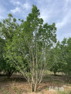 高度500厘米丛生白蜡