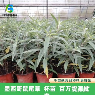 高度30厘米墨西哥鼠尾草