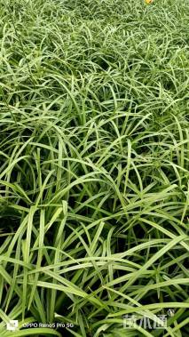 高度30厘米大花萱草