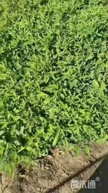 高度40厘米伞房决明