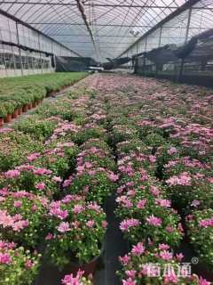 高度15厘米国庆菊